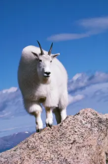 Oreamnos: Rocky Mountain Goat