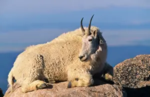 Oreamnos: Rocky Mountain Goat