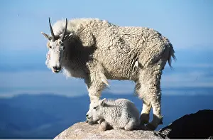 Kids: Rocky Mountain Goat - female and kid on rock