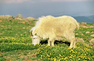 Oreamnos: Rocky Mountain Goat - Grazing