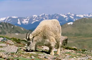 Oreamnos: Rocky Mountain Goat - Grazing