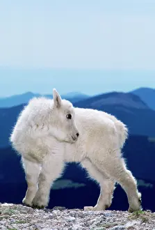 Oreamnos: ROCKY MOUNTAIN GOAT - KID