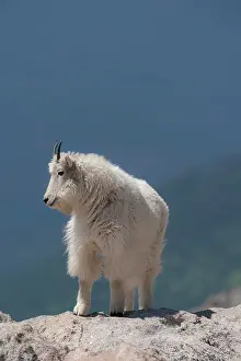 Goat: Rocky Mountain goat on ledge, Mount Evans Wilderness