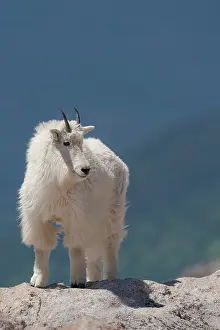 Goat: Rocky Mountain goat on ledge, Mount Evans Wilderness