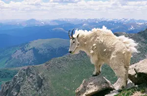 Oreamnos: Rocky Mountain Goat - looking over mountains