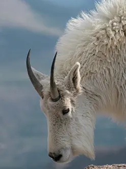 Goat: Rocky Mountain goat, Mount Evans Wilderness Area, Colorado