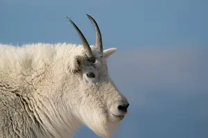 Goat: Rocky Mountain goat, Mount Evans Wilderness Area, Colorado