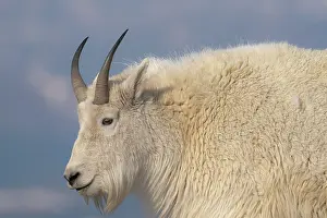 Goat: Rocky Mountain goat, Mount Evans Wilderness Area, Colorado