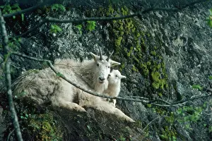 Nanny: Rocky Mountain Goat - nanny and kid