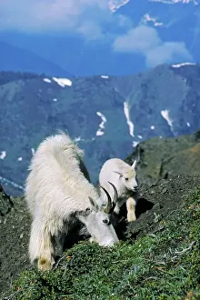 Nanny: Rocky Mountain Goat - nanny with young kid
