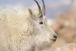 Minerals: Rocky Mountain goat with salt minerals on its mouth