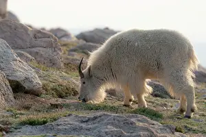 Goat: Rocky Mountain goats coming to the summit to look