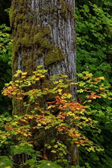 Danita Delimont: Rocky Mountain maples in autumn forest in Mount Rainier