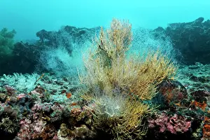 Coated: Rocky reef with yellow polyps of Black Coral (Anthipathes