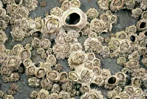 Barnacles: Rocky Shore Barnacles