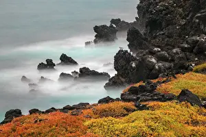 Lava: Rocky shoreline covered in Sesuvium, South Plaza