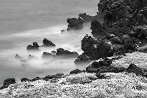 Lava: Rocky shoreline covered in Sesuvium, South Plaza