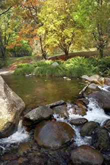 Leave: Rocky Valley Creek and Autumn Color, Bogong