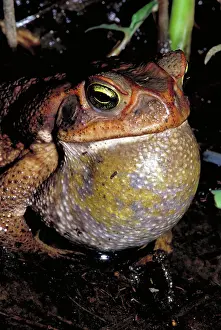 Ribbit: Rococo toad