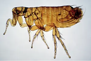 Transparent: RODENT FLEA MALE - male