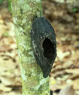 Cacao: Rodent Hole