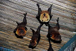 Pteropus: Rodrigues Flying-fox - roosting