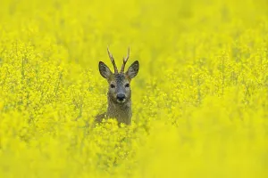 Napus: Roe buck in spring in a rape field Hesse Germany
