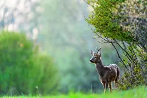 Daybreaks: Roe (Capreolus capreolus) in afternoon, Slovakia