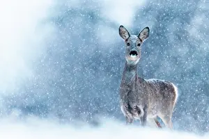 Slovakia: Roe (Capreolus capreolus) in snow, Slovakia
