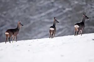 Winters: Roe Deer - 3 on snow covered field, winter's evening