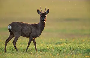 Roe DEER
