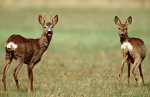Startled: Roe DEER