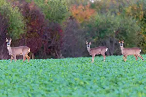 Kale: Roe Deer