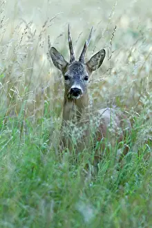 Kale: Roe Deer