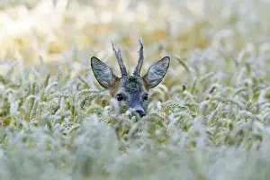 Kale: Roe Deer