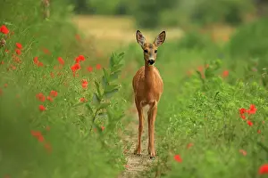 Pathway: Roe Deer