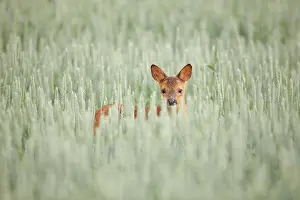 Biesbosch: Roe Deer
