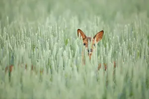 Biesbosch: Roe Deer