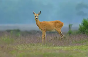 Pelt: Roe Deer