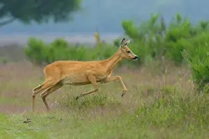 Fleeing: Roe Deer