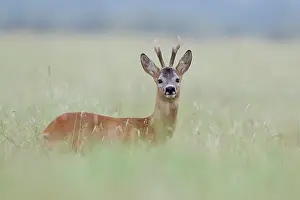 Roedeer: Roe Deer