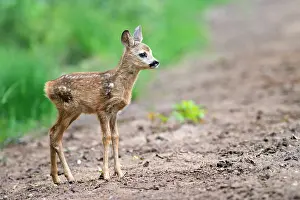 Utrechtse: Roe Deer