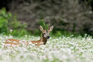 Buckwheat: Roe Deer