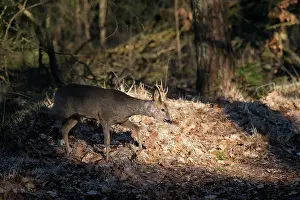 Utrechtse: Roe Deer