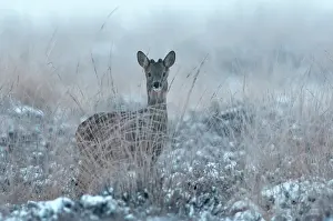 Roedeer: Roe Deer