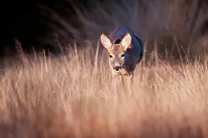 Utrechtse: Roe Deer