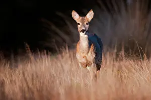 Utrechtse: Roe Deer