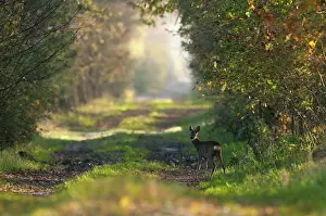 Tale: Roe Deer