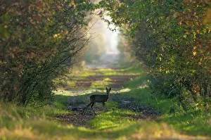Tale: Roe Deer