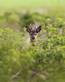Bramble: Roe Deer